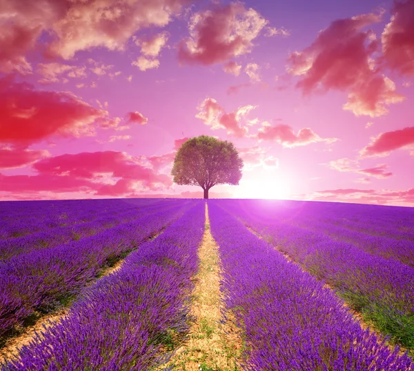 Lavendel velden in de Provence bij zonsondergang — Stockfoto