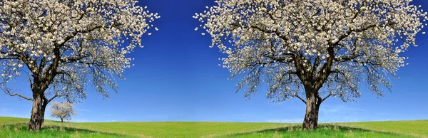 Blooming cherry trees — Stock Photo, Image