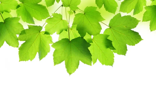 Spring leaves of maple tree — Stock Photo, Image