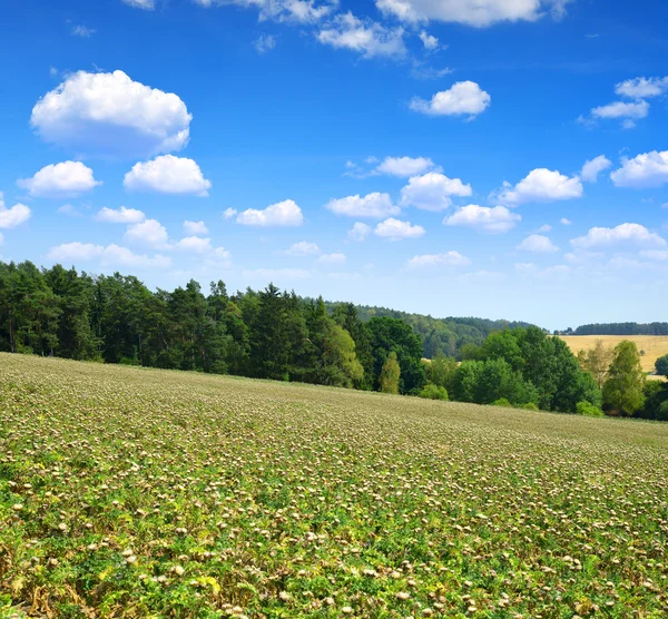 Sommar landskap med fält av Silybum marianum — Stockfoto