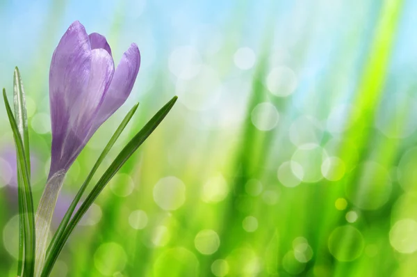 Frühlingsblumenkrokus — Stockfoto