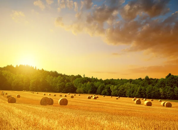 Ballots de paille sur les terres agricoles — Photo