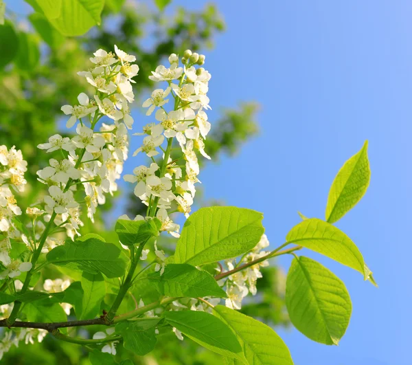 Lente bloemen boom. — Stockfoto