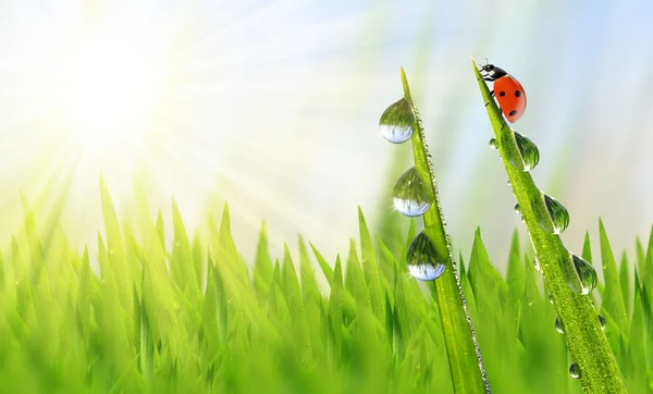 Rosée sur herbe verte et coccinelle — Photo