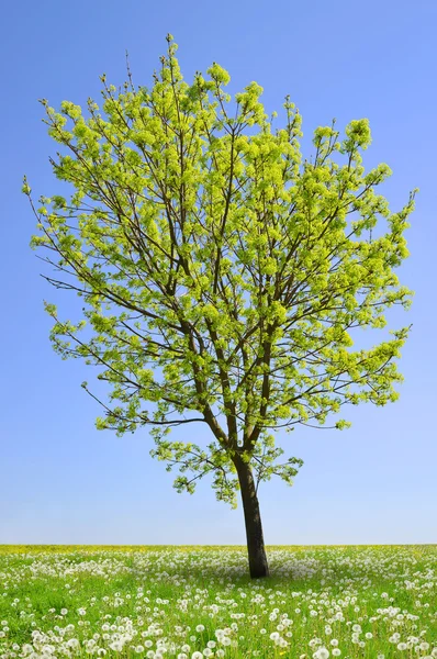 Baum auf Löwenzahnfeld. — Stockfoto