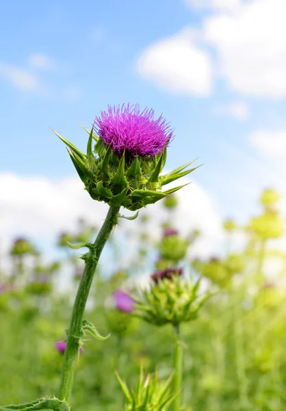 Fält med Silybum marianum — Stockfoto