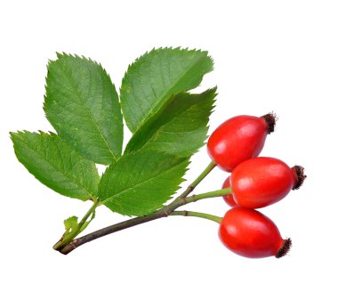 Rose HIPS (Rosa canina)