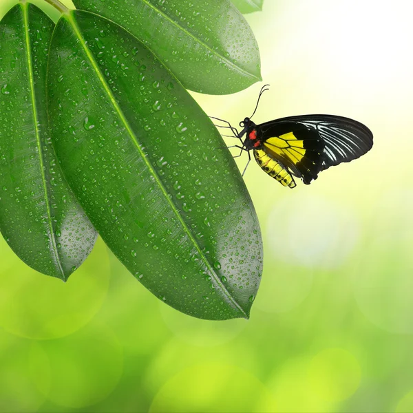 Ficus blättert mit Schmetterling — Stockfoto