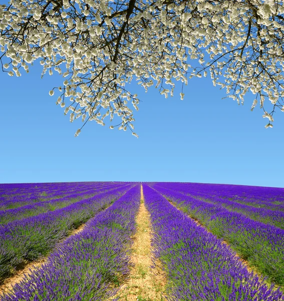 Levandulové pole v provence — Stock fotografie