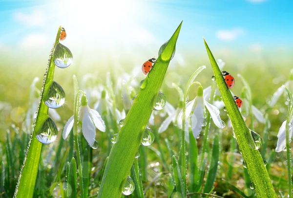 Taze çiğ yeşil çim ve ladybirds — Stok fotoğraf