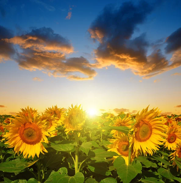Sonnenblumenfeld im Sonnenuntergang. — Stockfoto