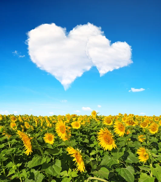 Kvetoucí slunečnice pole a modrá obloha s bílé mraky v podobě srdce — Stock fotografie