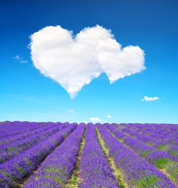 Lavender flower blooming scented fields and blue sky with a white clouds in the form of heart. — Zdjęcie stockowe