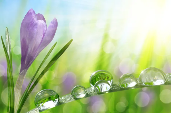 Spring flower Crocus and green grass with water drops. — Stock Photo, Image