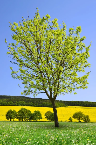 Träd på äng. — Stockfoto