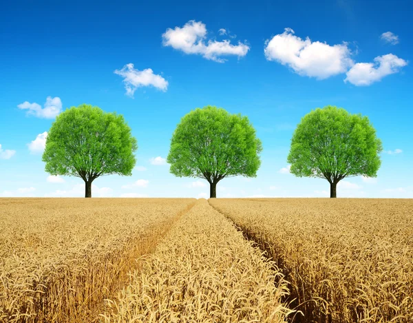 Zlaté pšeničné pole se stromy — Stock fotografie
