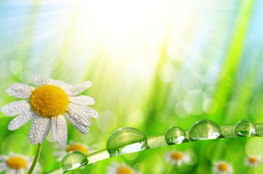 Daisy ve yeşil çimen çiy düşüyor.