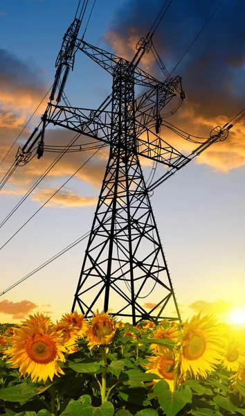 Sunflower field with high voltage towers — Stock Photo, Image