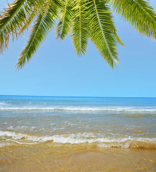 Blue sea with palm tree — Stock Photo, Image