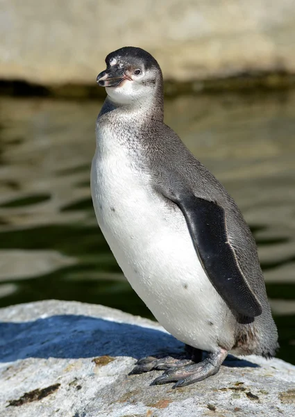 Der Humboldt-Pinguin — Stockfoto