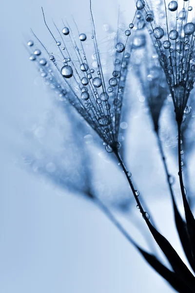 Dewy dandelion flower — Stock Photo, Image