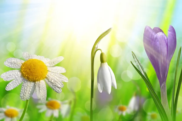 Flor de primavera Crocus, Margarita y Gota de Nieve — Foto de Stock