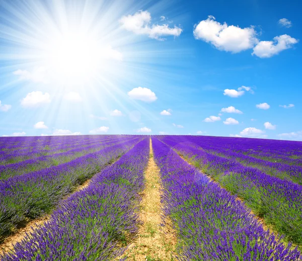 Levandulové pole v provence — Stock fotografie