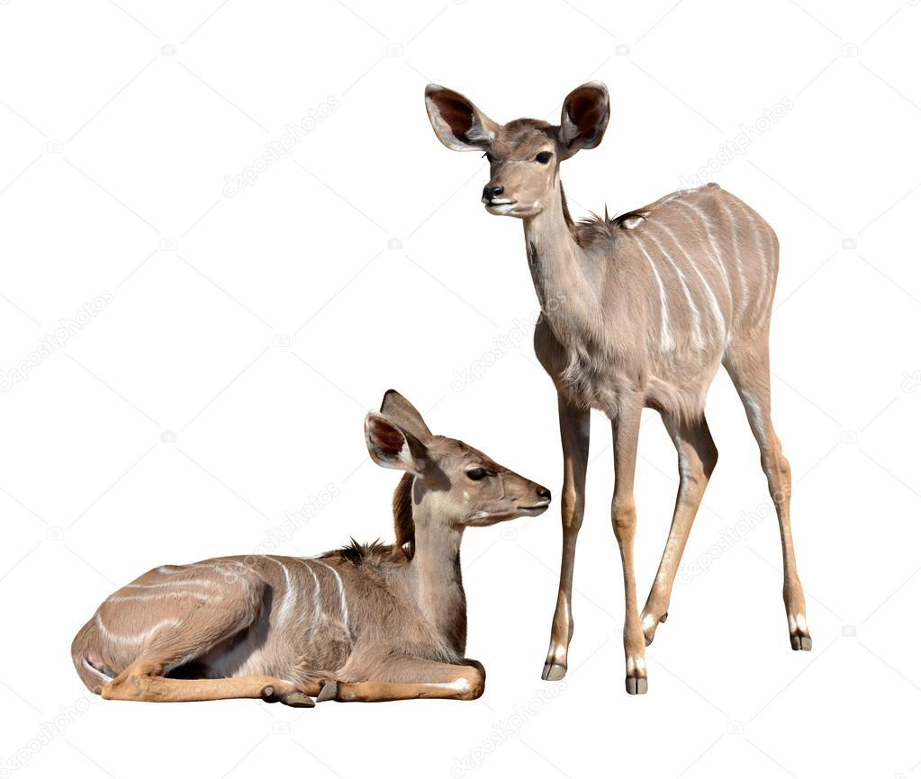 Young Greater Kudu