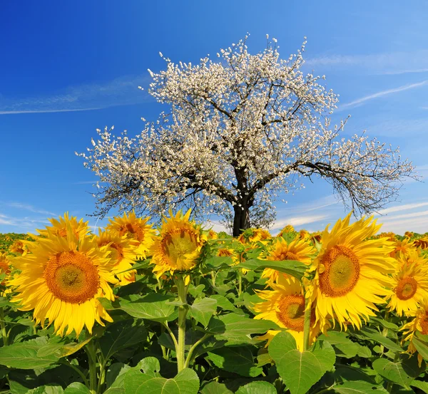 Blooming cherry tree in sunflower field — Stock Photo, Image