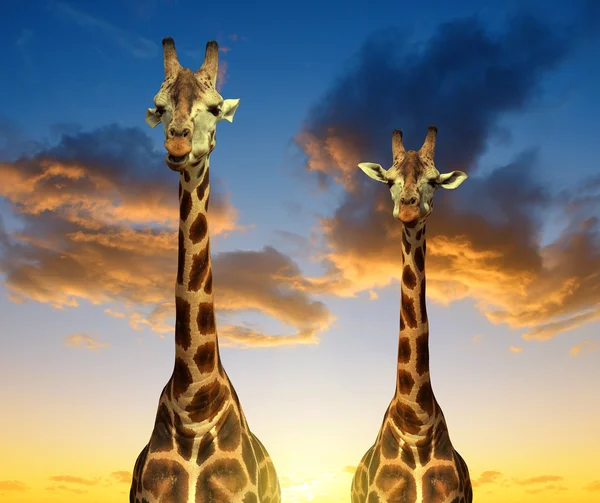 Duas girafas ao pôr do sol — Fotografia de Stock