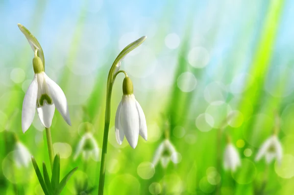 Flores de neve. Temporada de primavera . — Fotografia de Stock