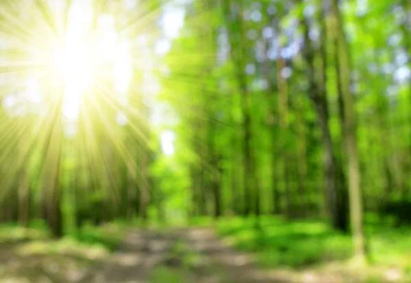 Bokeh vert dans la forêt de printemps — Photo