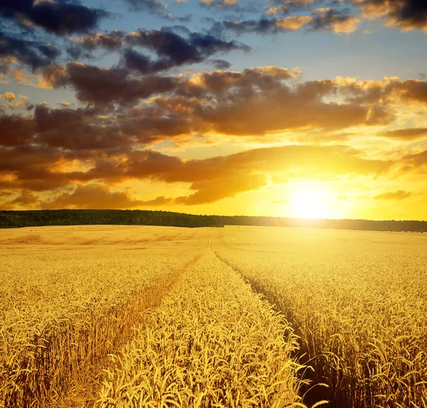 Campo di grano dorato — Foto Stock