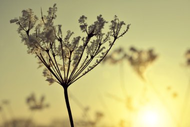 kışın donmuş buz kristalleri ile çiçek