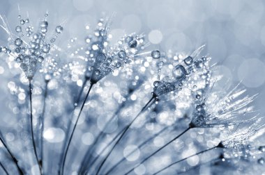 nemli Karahindiba çiçeği