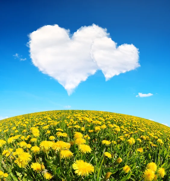 Löwenzahnfeld und blauer Himmel mit weißen Wolken in Herzform. — Stockfoto