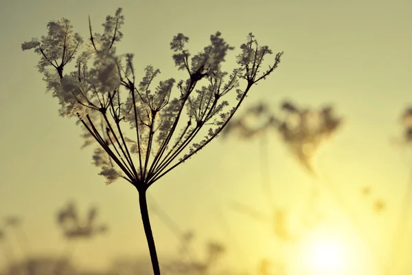 Fiore in inverno con cristalli di ghiaccio congelati — Foto Stock