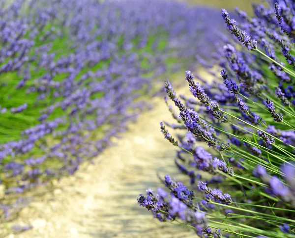 Fiori di lavanda fioritura campi profumati — Foto Stock