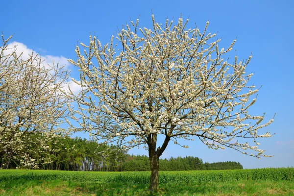 Flowering tree on meadow. — Stock Photo, Image