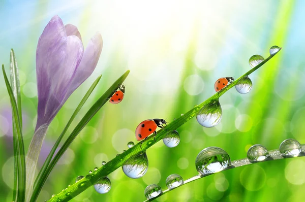 Spring flower Crocus and ladybugs on green grass with dew drops. — Stock Photo, Image