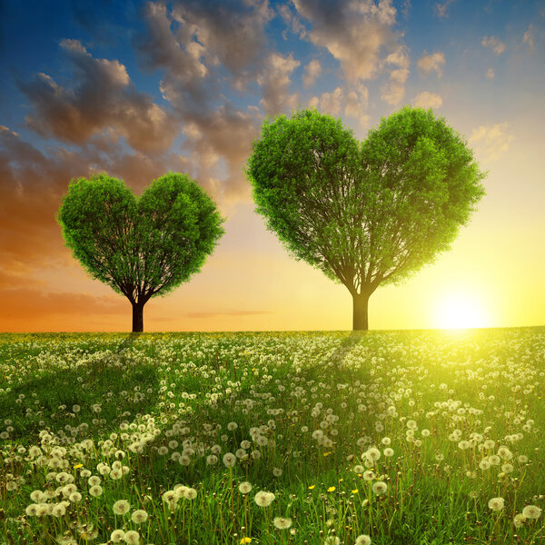 Spring meadow with trees in the shape of heart at sunset.