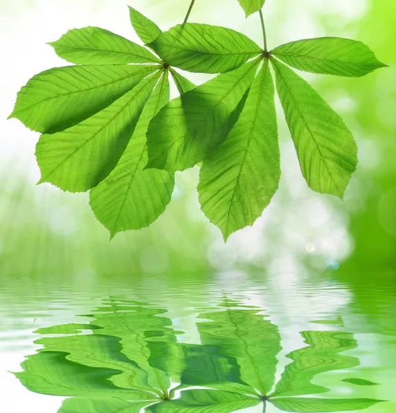 Spring leaves of chestnut tree — Stock Photo, Image