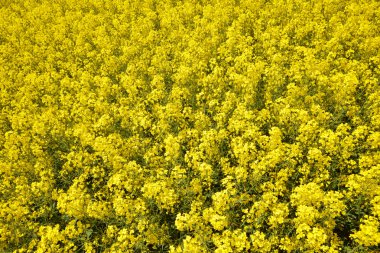 Çiçek açan kolza tohumu alanının yakın çekim.