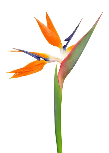 Strelitzia reginae, Rajka květ — Stock fotografie