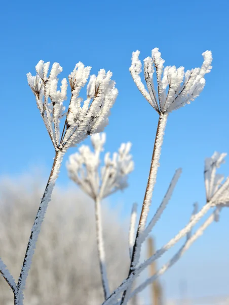 Kwiaty w zimie — Zdjęcie stockowe