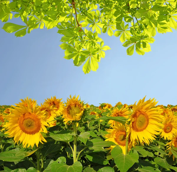 Blommande solrosfält — Stockfoto