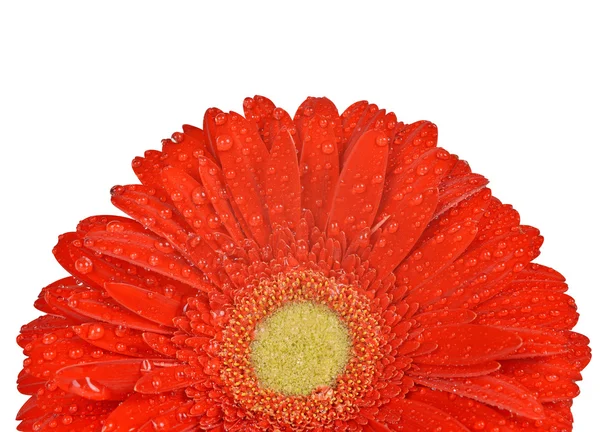 Orosený gerbera květ — Stock fotografie