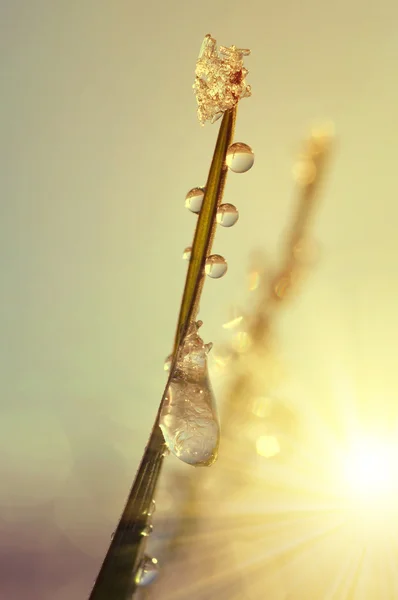Grass with dew drops and ice crystals at sunrise. — Stock Photo, Image