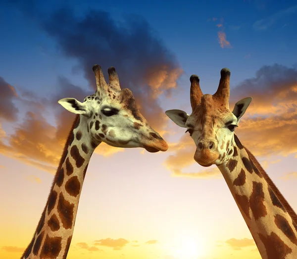 Head of Giraffes — Stock Photo, Image