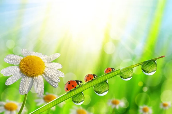 Bahar çiçek papatya ve ladybugs çiğ damlaları ile yeşil çimenlerin üzerinde.